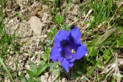 fruehling2