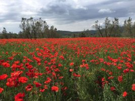 16. -23.04.16 Bikeferien Toscana