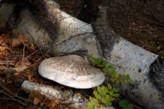 P1150684