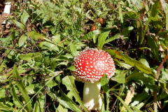 DSCN6113